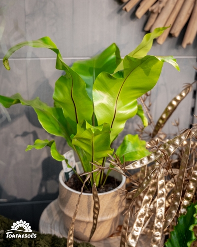 Plante Air So Pur au feuillage vert lumineux en pot, idéale pour purifier l’air intérieur à prix réduit